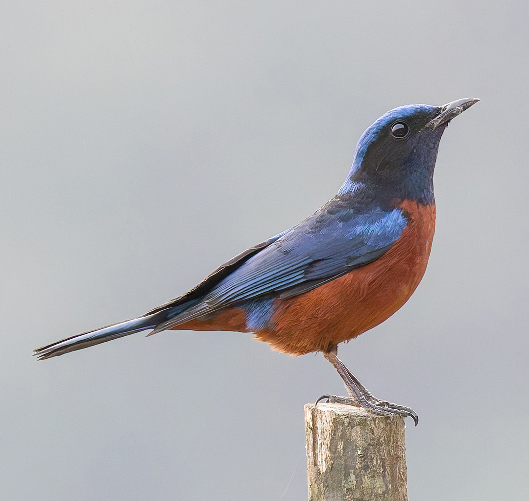 image Chestnut-bellied Rock-Thrush
